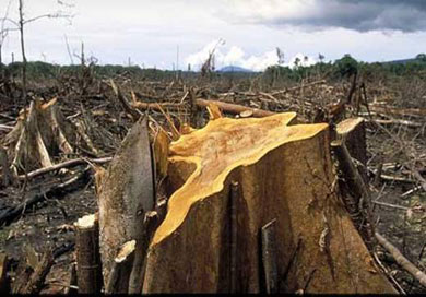 human activities erosion cause trees cutting destroyed being logging
